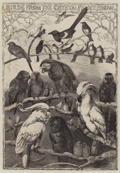 クリスタルパレスショーの鳥 作： Harrison William Weir